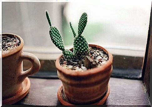 Sow your cacti in cups
