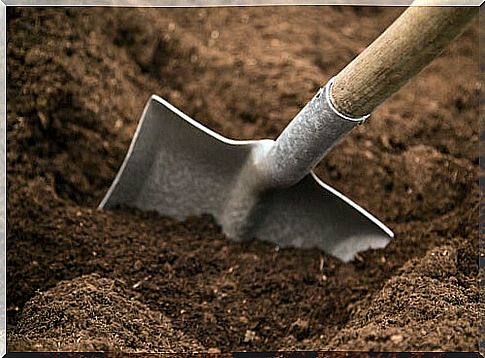 Sandy soil for aromatic plants.