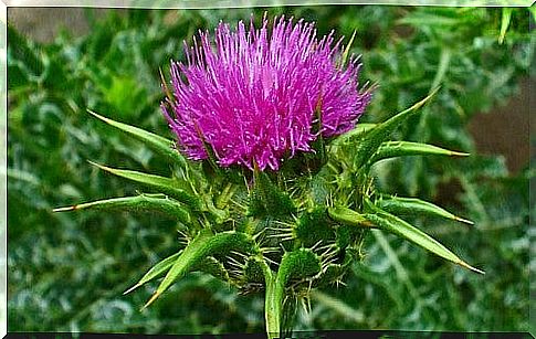 Milk thistle helps cleanse the pancreas.