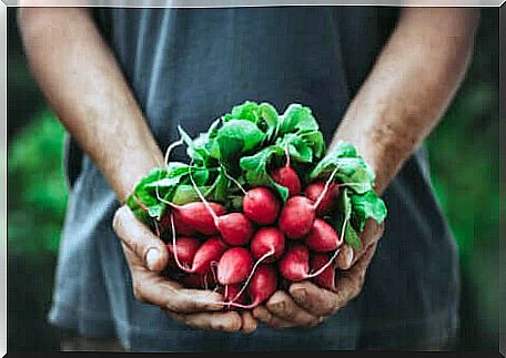 Bunch of radishes in one hand. 
