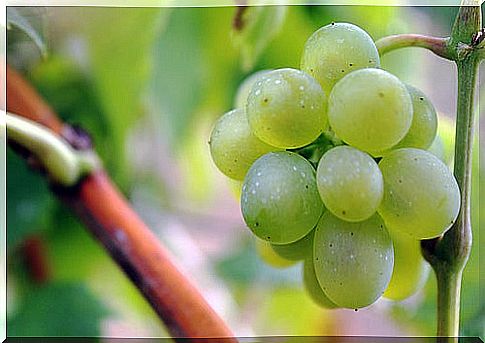 grapes against gastric acidity