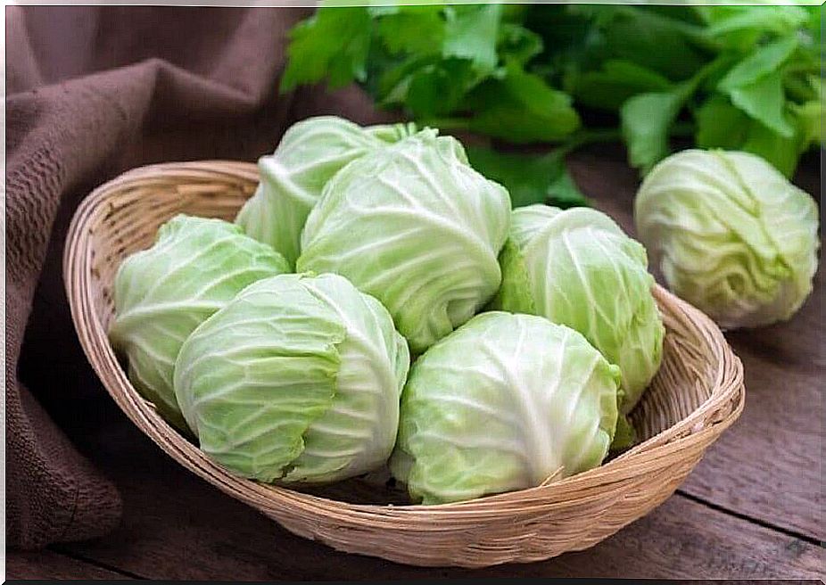 cabbage against gastric acidity